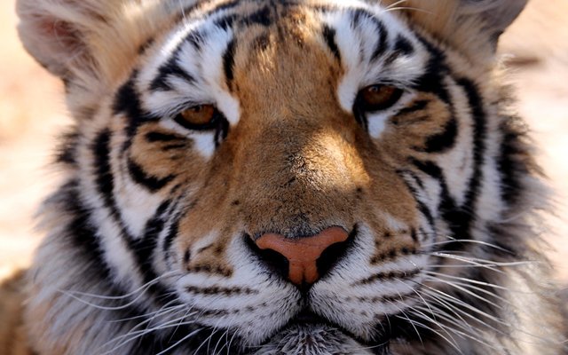  Arabella, die tier (Foto: Panthera Africa)